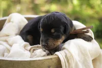 Isadora - AKC, health tested parents, a female Doberman Pinscher for sale in Milford, IN – Photo 5 of 7