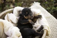 Isadora - AKC, health tested parents, a female Doberman Pinscher for sale in Milford, IN – Photo 2 of 7