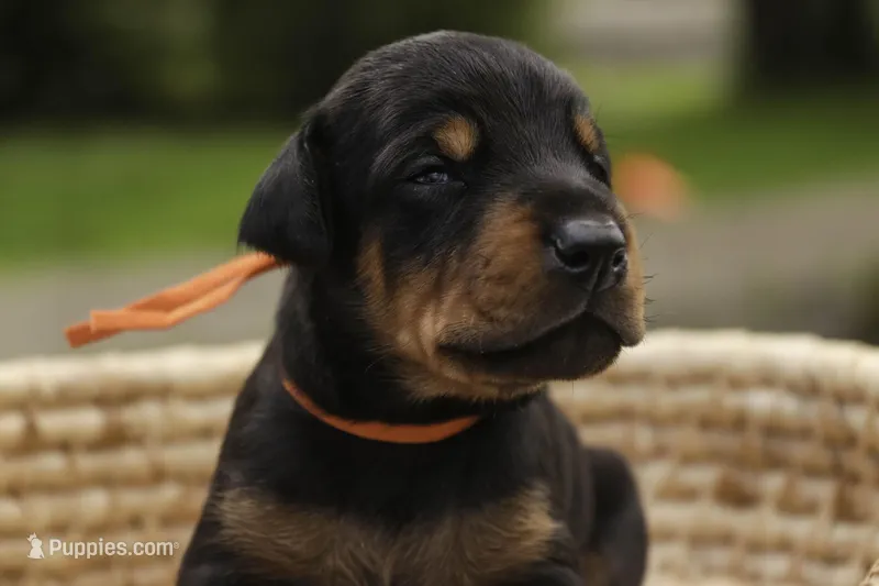 Isadora - AKC, health tested parents – Doberman Pinscher puppy for sale in Milford, IN
