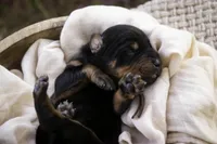 Isadora - AKC, health tested parents, a female Doberman Pinscher for sale in Milford, IN – Photo 3 of 7