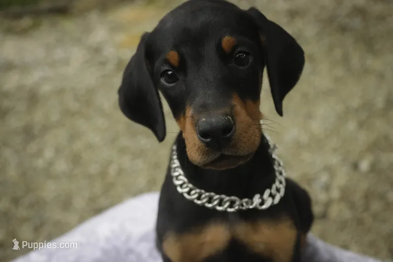 Isadora - AKC, health tested parents – Doberman Pinscher puppy for sale in Milford, IN