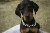 Isadora - AKC, health tested parents, a female Doberman Pinscher for sale in Milford, IN – 4 of 10