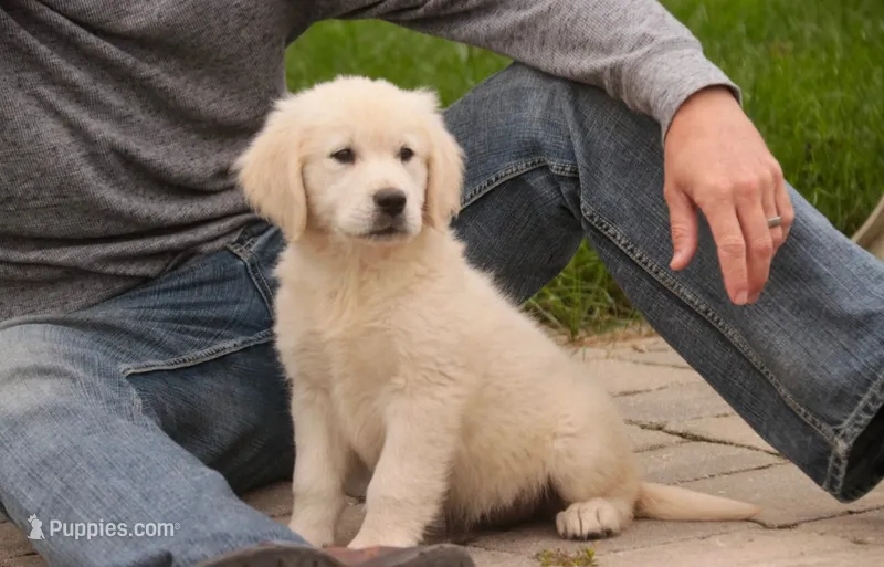 Norah - AKC – English Cream Golden Retriever puppy for sale in Milford, IN
