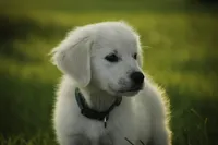 Tex-potty/basic training begun, a male English Cream Golden Retriever for sale in Milford, IN – Photo 9 of 10
