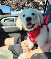 Tex-potty/basic training begun, a male English Cream Golden Retriever for sale in Milford, IN – Photo 2 of 10