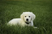 Tex-potty/basic training begun, a male English Cream Golden Retriever for sale in Milford, IN – Photo 10 of 10