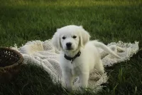 Tex-potty/basic training begun, a male English Cream Golden Retriever for sale in Milford, IN – Photo 6 of 10