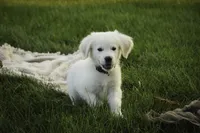 Tex-potty/basic training begun, a male English Cream Golden Retriever for sale in Milford, IN – Photo 8 of 10