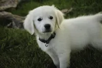 Tex-potty/basic training begun, a male English Cream Golden Retriever for sale in Milford, IN – Photo 7 of 10