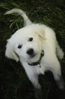 Tex-potty/basic training begun, a male English Cream Golden Retriever for sale in Milford, IN – Photo 5 of 10