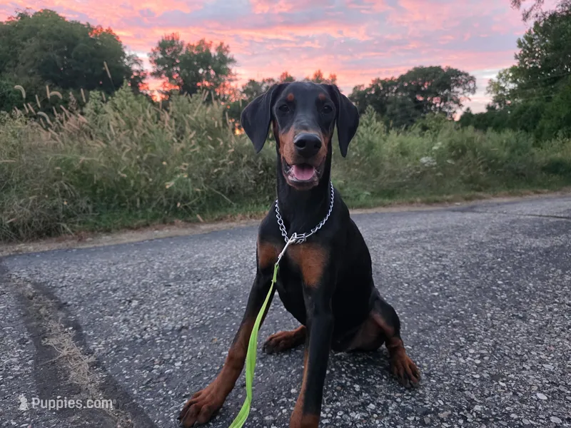 Elowen - AKC, health tested lines – Doberman Pinscher puppy for sale in Milford, IN