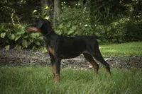 Elowen - AKC, health tested lines, a female Doberman Pinscher for sale in Milford, IN – 2 of 10