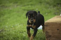 Cedric - AKC, Health tested lines, a male Doberman Pinscher for sale in Milford, IN – 8 of 10
