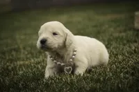 Sapphire - AKC, health tested parents, a female Golden Retriever for sale in Milford, IN – Photo 4 of 7