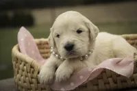 Sapphire - AKC, health tested parents, a female Golden Retriever for sale in Milford, IN – Photo 2 of 7