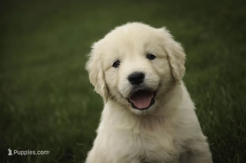 Sapphire - AKC, health tested parents – Golden Retriever puppy for sale in Milford, IN