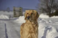 Sapphire - AKC, health tested parents, a female Golden Retriever for sale in Milford, IN – Photo 6 of 7