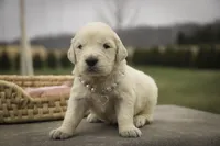 Sapphire - AKC, health tested parents, a female Golden Retriever for sale in Milford, IN – Photo 3 of 7