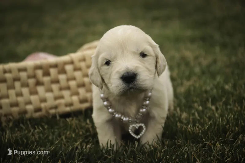 Sapphire - AKC, health tested parents – Golden Retriever puppy for sale in Milford, IN