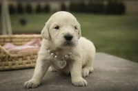 Sapphire - AKC, health tested parents, a female Golden Retriever for sale in Milford, IN – Photo 5 of 7