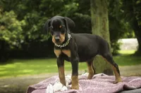 Delphine - AKC, Health tested lines, a female Doberman Pinscher for sale in Milford, IN – 7 of 10
