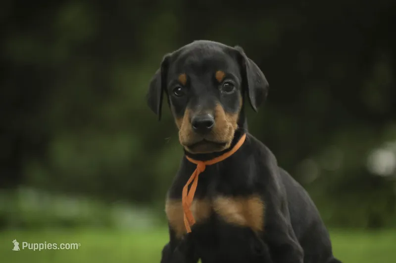 Isadora - AKC, health tested parents – Doberman Pinscher puppy for sale in Milford, IN