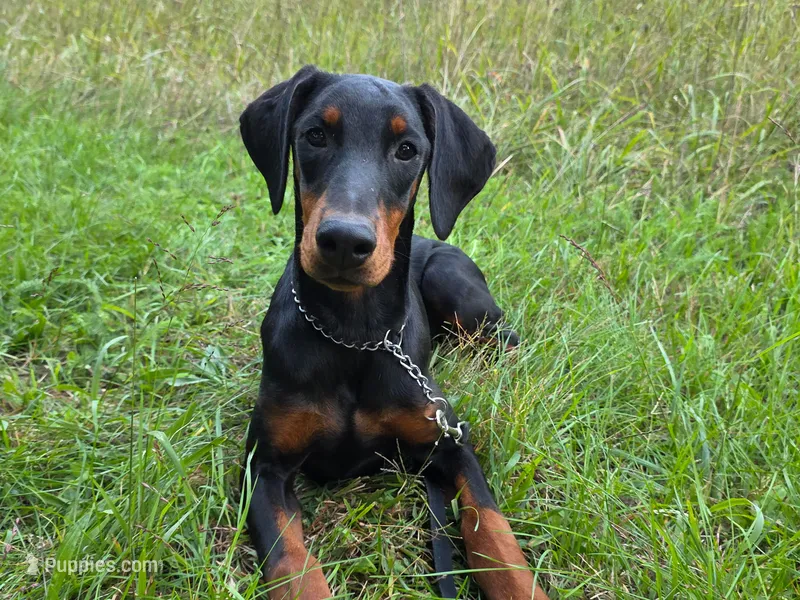 Elowen - AKC, health tested lines – Doberman Pinscher puppy for sale in Milford, IN