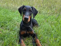 Elowen - AKC, health tested lines, a female Doberman Pinscher for sale in Milford, IN – 1 of 9