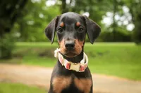 Elowen - AKC, health tested lines, a female Doberman Pinscher for sale in Milford, IN – 4 of 7