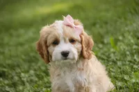 Tinkerbell, a female Cavalier King Charles Spaniel and Miniature Bernedoodle for sale in Milford, IN – 4 of 7