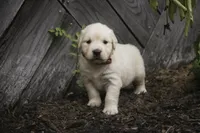 Amelia - AKC , a female English Cream Golden Retriever for sale in Milford, IN – 2 of 8