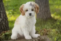 Pebbles, a female Cavalier King Charles Spaniel and Miniature Bernedoodle for sale in Milford, IN – 3 of 9