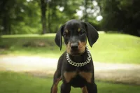 Delphine - AKC, Health tested lines, a female Doberman Pinscher for sale in Milford, IN – 8 of 10