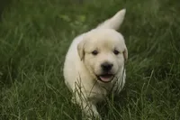 Cooper - AKC , a male English Cream Golden Retriever for sale in Milford, IN – 9 of 9