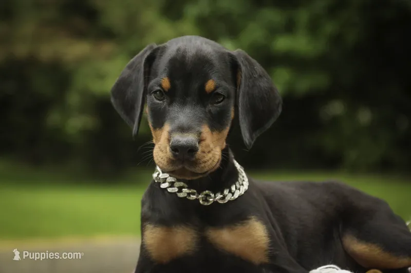 Delphine - AKC, Health tested lines – Doberman Pinscher puppy for sale in Milford, IN