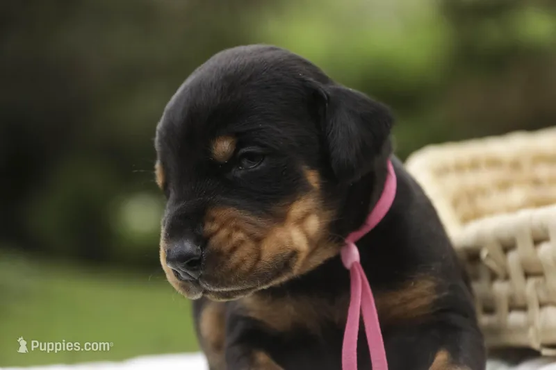 Delphine - AKC, Health tested lines – Doberman Pinscher puppy for sale in Milford, IN