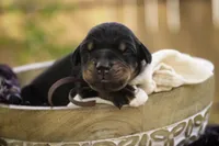 Delphine - AKC, Health tested lines, a female Doberman Pinscher for sale in Milford, IN – Photo 7 of 10