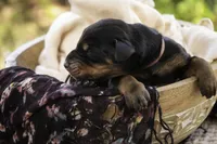 Delphine - AKC, Health tested lines, a female Doberman Pinscher for sale in Milford, IN – Photo 4 of 10