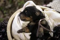 Delphine - AKC, Health tested lines, a female Doberman Pinscher for sale in Milford, IN – Photo 2 of 10