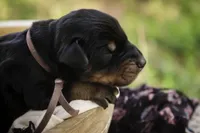 Delphine - AKC, Health tested lines, a female Doberman Pinscher for sale in Milford, IN – Photo 6 of 10