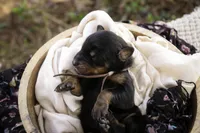 Delphine - AKC, Health tested lines, a female Doberman Pinscher for sale in Milford, IN – Photo 5 of 10