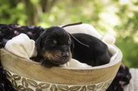 Delphine - AKC, Health tested lines, a female Doberman Pinscher for sale in Milford, IN – Photo 8 of 10
