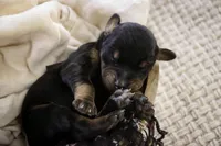 Delphine - AKC, Health tested lines, a female Doberman Pinscher for sale in Milford, IN – Photo 3 of 10