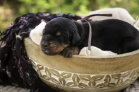 Delphine - AKC, Health tested lines, a female Doberman Pinscher for sale in Milford, IN – Photo 1 of 10
