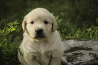 Cooper - AKC , a male English Cream Golden Retriever for sale in Milford, IN – 3 of 9