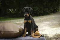Griffin - AKC, health tested lines, a male Doberman Pinscher for sale in Milford, IN – 3 of 7