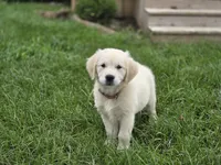 Amelia - AKC , a female English Cream Golden Retriever for sale in Milford, IN – 2 of 5