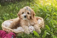 Pixie, a female Cavalier King Charles Spaniel and Miniature Bernedoodle for sale in Milford, IN – 6 of 8