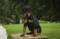 Isadora - AKC, health tested parents, a female Doberman Pinscher for sale in Milford, IN – 3 of 10