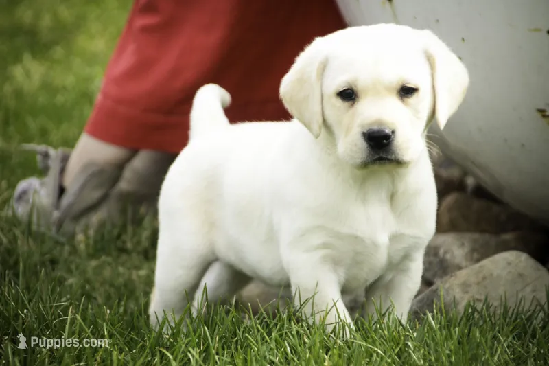 Shalom - AKC health tested parents – Labrador Retriever puppy for sale in Milford, IN